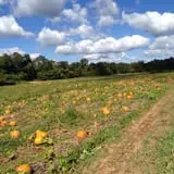 The Pickin' Patch photo