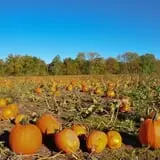 The Pickin' Patch photo