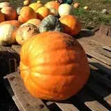 The Pickin' Patch photo