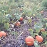 The Pickin' Patch photo
