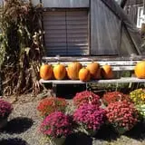 The Pickin' Patch photo