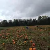 The Pickin' Patch photo