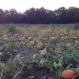 The Pickin' Patch photo