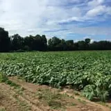 The Pickin' Patch photo