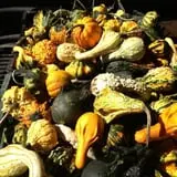 The Pickin' Patch photo