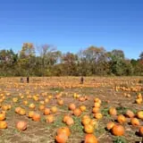 The Pickin' Patch photo