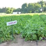 The Pickin' Patch photo