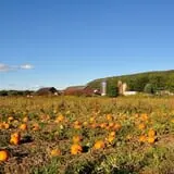 The Pickin' Patch photo