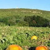 The Pickin' Patch photo