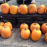 The Pickin' Patch photo