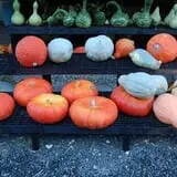 The Pickin' Patch photo