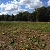The Pickin' Patch photo