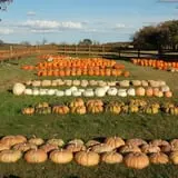 Royal Oak Farm Orchard photo