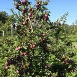 Royal Oak Farm Orchard photo
