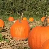 Royal Oak Farm Orchard photo