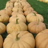 Royal Oak Farm Orchard photo