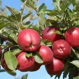 Royal Oak Farm Orchard photo