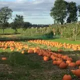 Royal Oak Farm Orchard photo