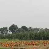 Royal Oak Farm Orchard photo