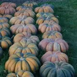 Royal Oak Farm Orchard photo