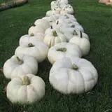 Royal Oak Farm Orchard photo