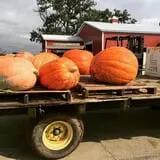 Royal Oak Farm Orchard photo