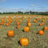 Royal Oak Farm Orchard photo