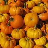 Royal Oak Farm Orchard photo