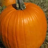 Royal Oak Farm Orchard photo