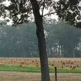 Royal Oak Farm Orchard photo