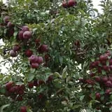Royal Oak Farm Orchard photo