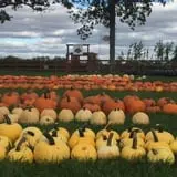 Royal Oak Farm Orchard photo