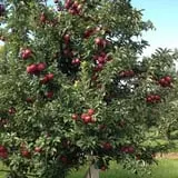 Royal Oak Farm Orchard photo