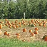 Royal Oak Farm Orchard photo