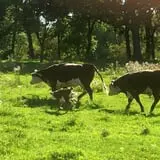 Royal Oak Farm Orchard photo