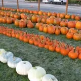 Royal Oak Farm Orchard photo