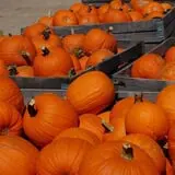 Royal Oak Farm Orchard photo