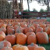 Royal Oak Farm Orchard photo