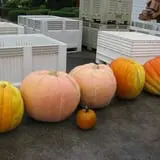 Royal Oak Farm Orchard photo