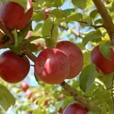 Royal Oak Farm Orchard photo
