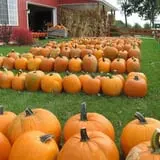 Royal Oak Farm Orchard photo