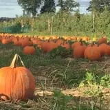 Royal Oak Farm Orchard photo