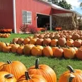Royal Oak Farm Orchard photo