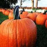 Royal Oak Farm Orchard photo