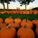 Royal Oak Farm Orchard photo