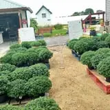 Susie's Garden Patch photo