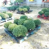 Susie's Garden Patch photo