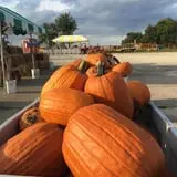 Windy Acres Farm Fall Festival photo