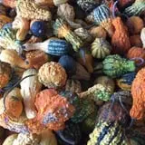 Windy Acres Farm Fall Festival photo