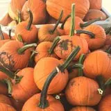 Windy Acres Farm Fall Festival photo